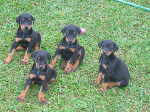 Esta es panthera junto a gina y otros hermanos de la camada con 2 meses